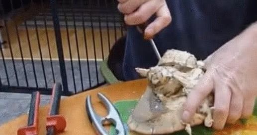 面包|最“傻”网红,花1200元买两只面包蟹,掰开后,这叫人怎么吃