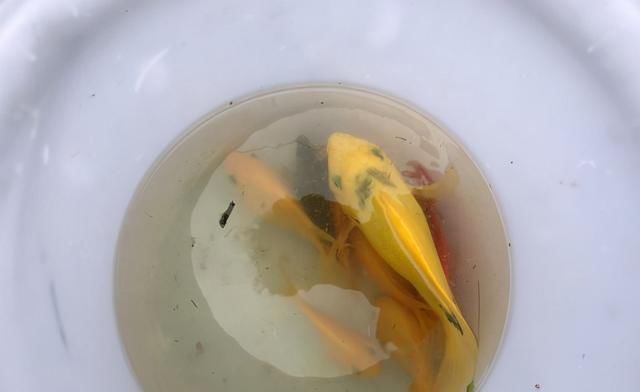 观赏鱼|这鱼在漠阳江快泛滥了，钓鱼人：到处都是，所幸还好吃