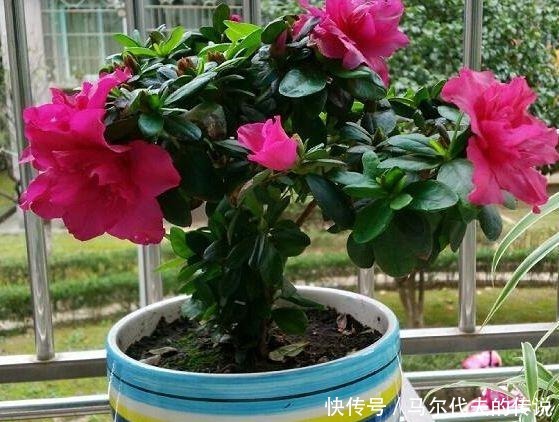 这3种“花”哪怕“半价”也别买,“折”一根枝,能养出一满盆!