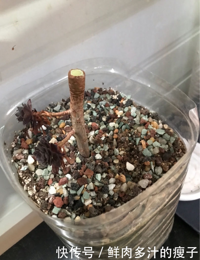 养多肉该不该砍头,什么时候砍头合适?