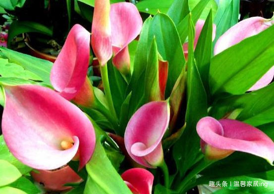 春天养此款花卉,好养易打理,花开绚丽夺目,花香清新怡人,美艳