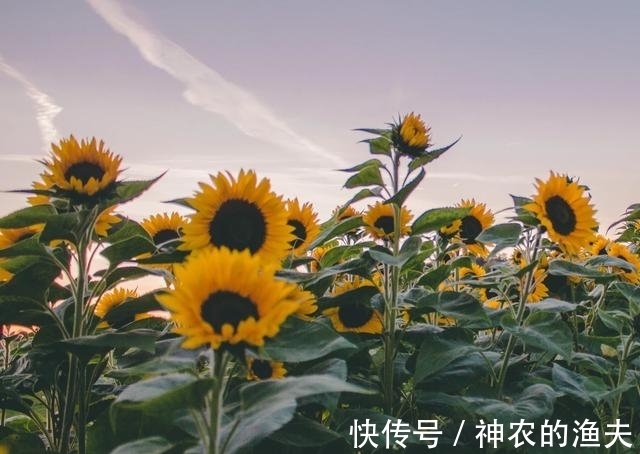 3星座|7月中旬，花有重开日，缘有相聚时，3星座痴迷旧情人，情归深处