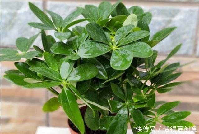它是吉祥树,别名谐音“我掌财”,隔半月浇点“它”,枝叶密又绿!