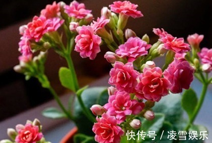 这三种花最不喜欢水,越是不管它越能蹭蹭长不停,一定要管住手