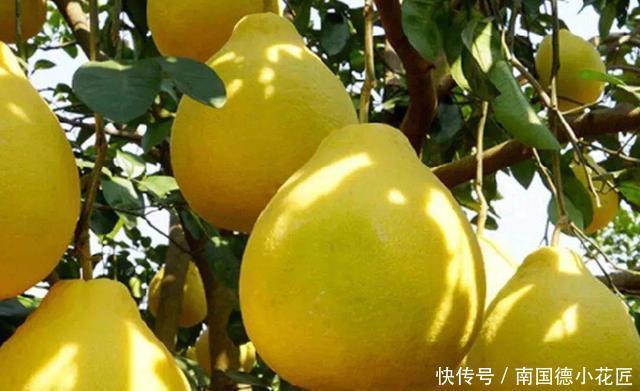 买到|买柚子时记住“4不要”,买到的柚子个个皮薄肉满,一挑一个准
