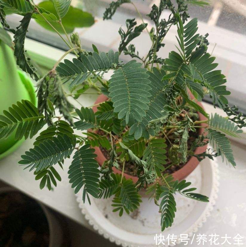 夹竹桃|常见花卉就没毒？错了！5种常见花有毒