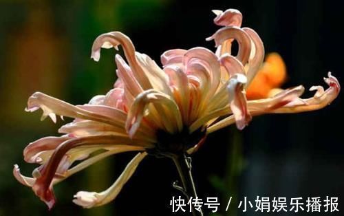 罗含宅里香@李商隐的一首《菊花》,通篇处处引经据典,但是写得很是有韵味