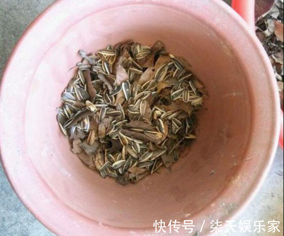 4种花爱“吃土”，1年不换盆，盆里全是根不见土，换盆才能长好