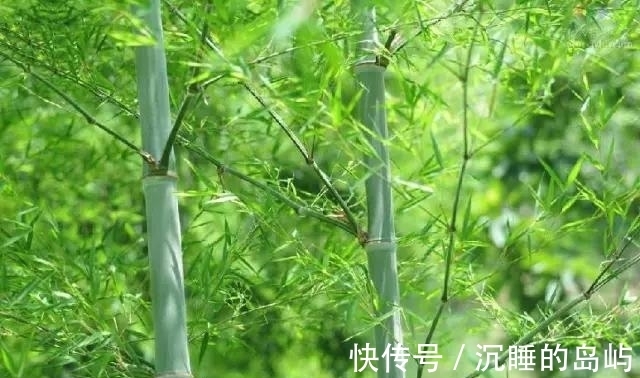 桂竹|26种 · 竹子大全