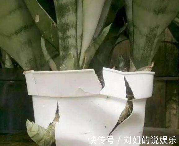 盆里加点这个，虎皮兰花盆撑到爆，呼呼窜到2米高