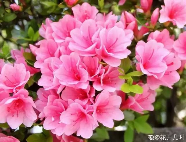 这10种花爱喝醋，浇水加点酸，叶子油亮爱开花！