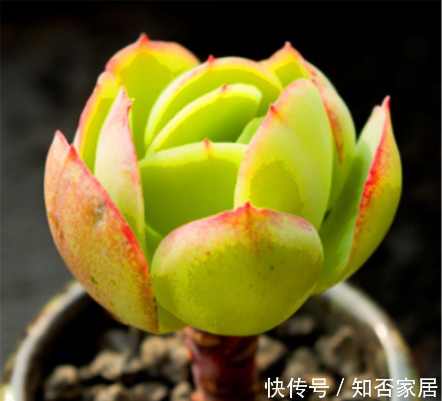 光照|多肉碧桃黑腐如何处理?3个步骤轻松解决,叶片健康颜色美