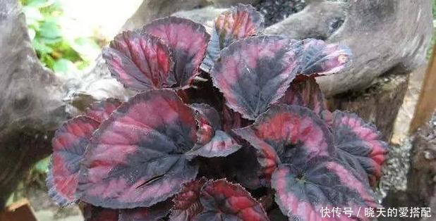  多样|浇水方法很多样！这三种花浇水不要浇叶片，不然烂叶找上门！