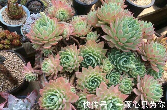 多肉三色堇怎么养,做好这三点,在阳台也能养得清丽动人美轮美奂