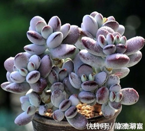 白菊|多肉达人给你推荐几款多肉,便宜好养容易出状态,适合新手!