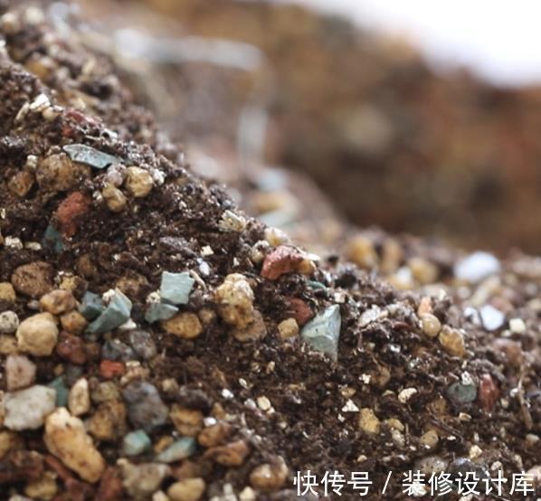 麦饭石|新手养多肉,盆里掺点万能土,不烂根长势好,肉肉胖乎乎