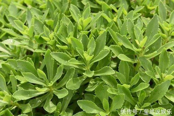 农地|农地里一种野菜，高血压的克星，是古老珍贵而濒临绝迹的植物