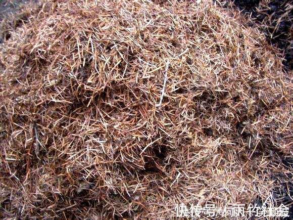 冬天养花,这个垃圾提前备点,养君子兰、兰花最好使,还不用花钱