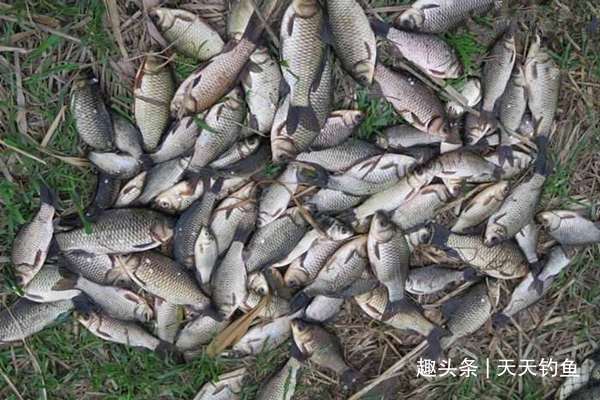 窝点|冬季钓鲫鱼,打窝一定不能将就,多用上几招,持久留鱼避免散窝