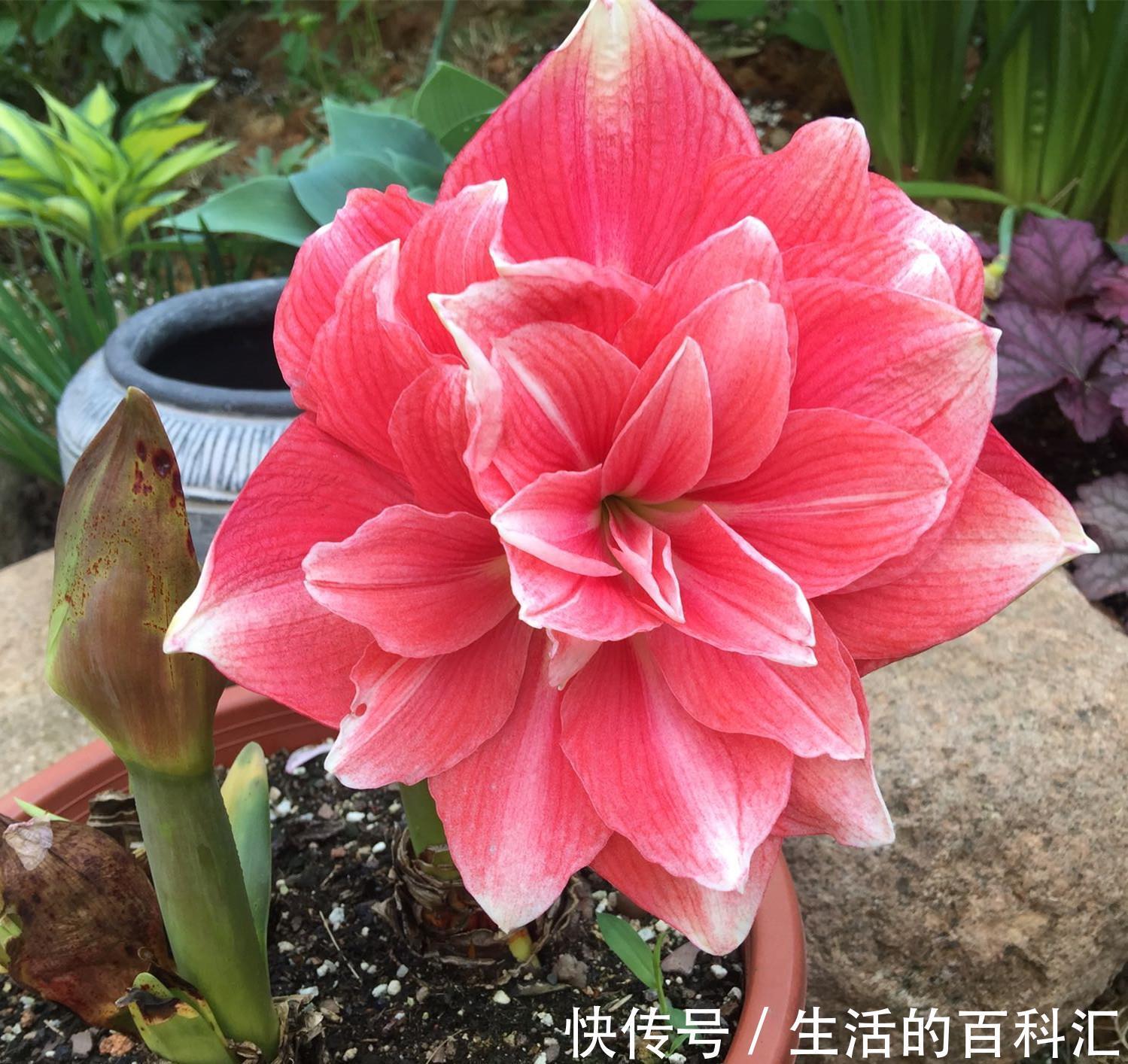 烂根|10种花怕“积水”，养不好，90%是浇水太多，别忽视