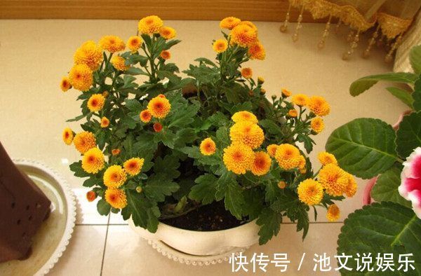 一花|最美的木本花卉，一花多色，漂亮又芳香，红白相映，堪称盆栽佳品