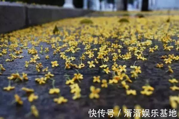 肥料|桂花香飘远十里，注意小技巧，花期长开花簇簇