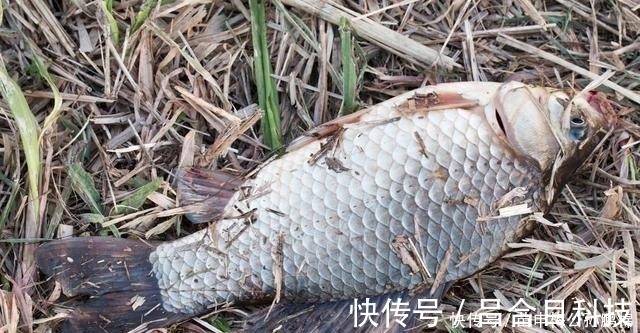 垂钓|钓鲫鱼用酒米打窝其实是在浪费窝料