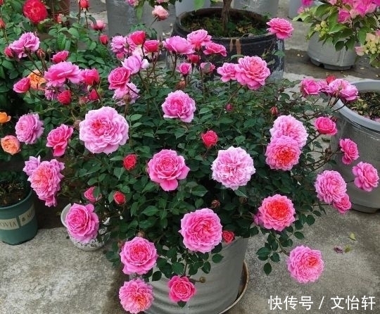 品种|100个月季品种，千姿百态，每个都很漂亮，图名并茂，值得收藏