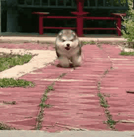 |搞笑动图:我要跟电视里的猫一起玩,跑哪去了呢?