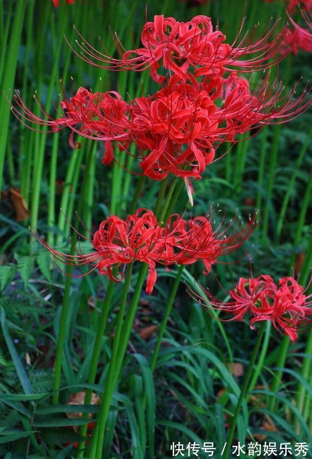 黄花茉莉|8种“小毒花”,叶子毒性大,家里若养着,光看别动它