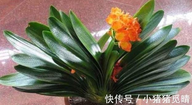 厨房|厨房里的小苏打用作养花，可搞定4点问题，让它们越长越旺