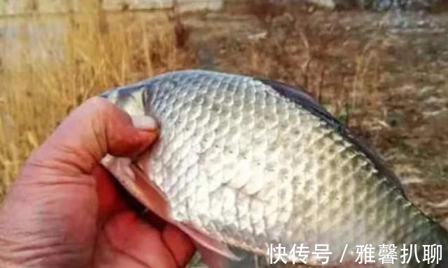 鱼情|有吃口却怎么也钓不上来?马上照我说的办,竿竿中鱼不停歇