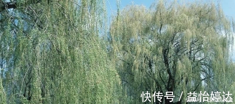 这首诗@杨万里这首诗清新脱俗,表现手法更是高超,成为宋诗里的咏柳名篇