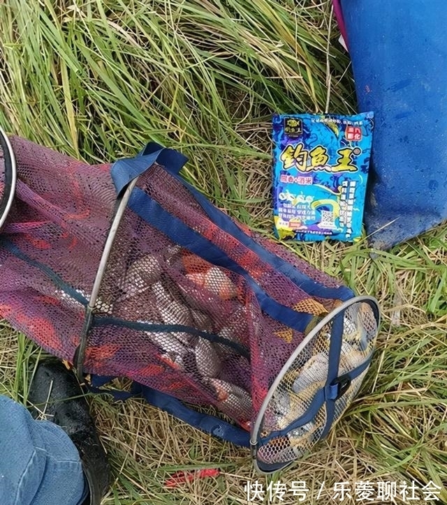 腥香酒米配超诱,初冬野河钓板鲫