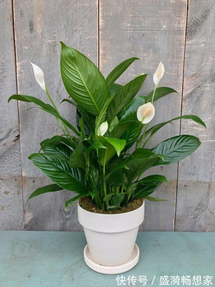 叶片|5种“漂亮花”,从来不生虫,家里干净卫生,花开不断,真省心