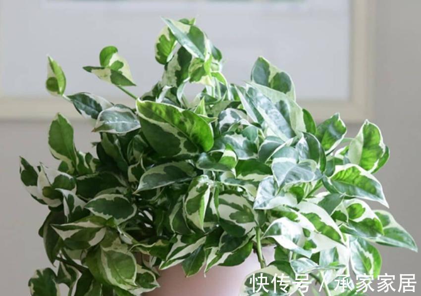 绿萝|3种耐阴植物,养在室内很好,叶色碧绿有光泽,大气又好养
