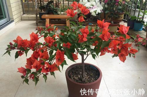 5种漂亮花，天冷多晒晒，越晒长得越健壮，花开得又多又大