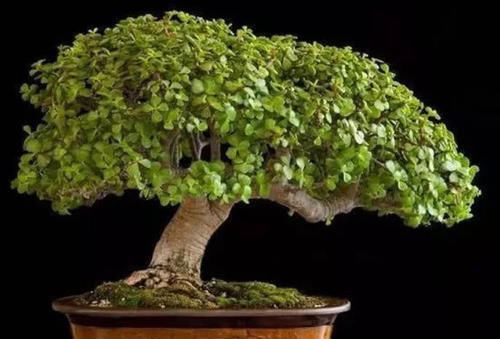 徒长枝|想要养一盆好看的金枝玉叶,教你一招,长成老桩,人人见了都夸美