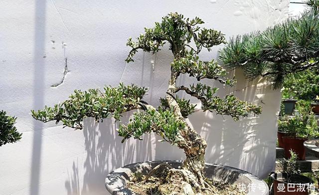 黄杨|不管家中再小,一定要摆放上一盆“木中君子”