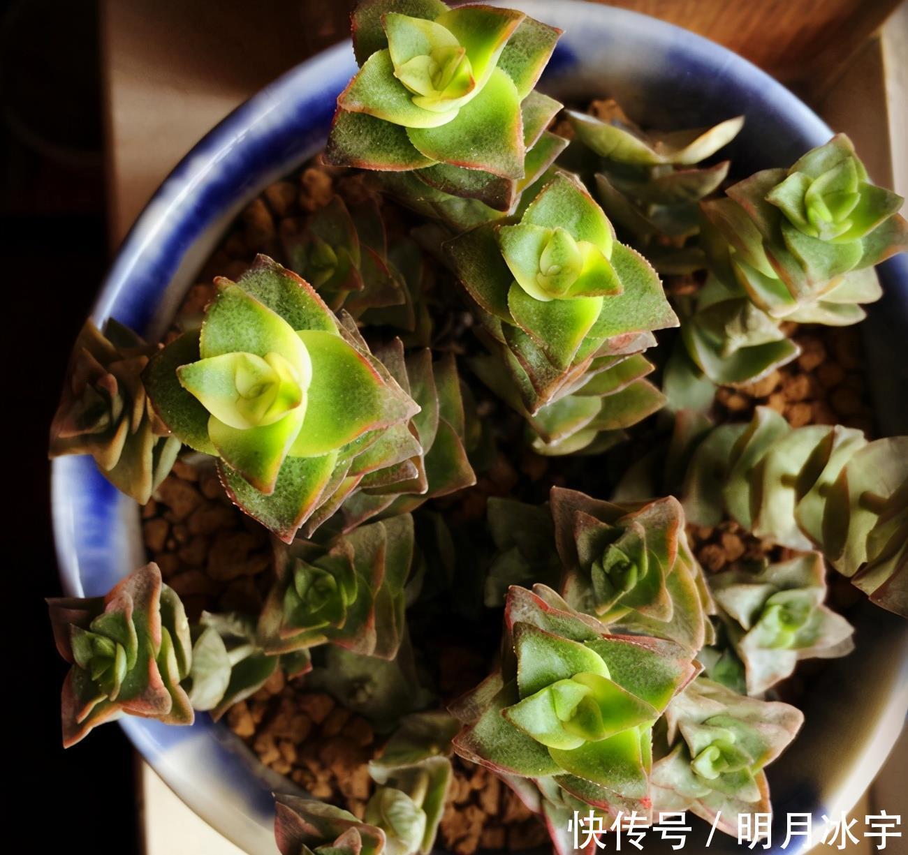 王玉珠|简介千佛手、十字星锦、铭月、筒叶花月、若歌诗、神童