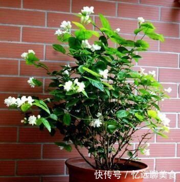 养茉莉花,“3件小事”做到位,就可以“静待花开”,且花大味香