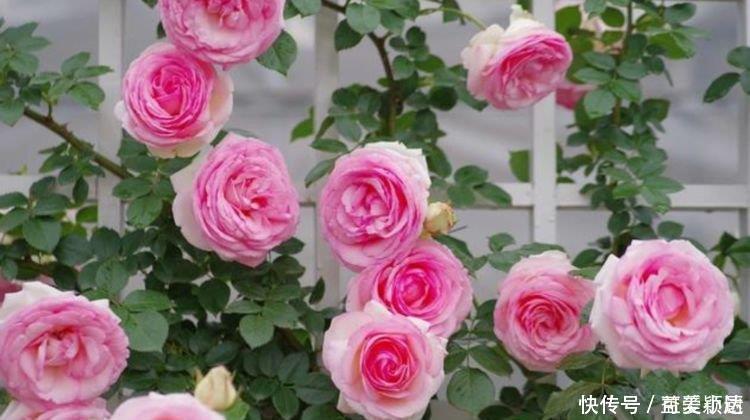 三角梅|被称为“开花劳模”的4种花,一开就是300多天,漂亮花期长