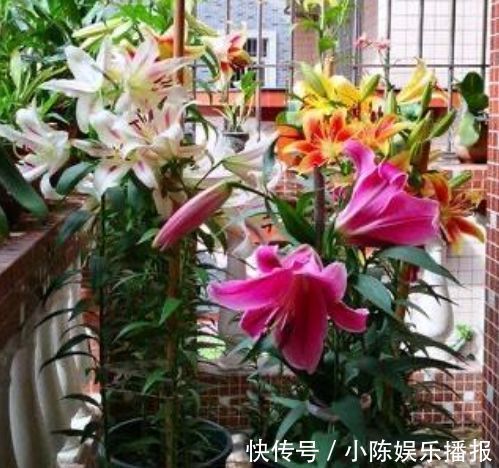 此款花草适合新手养殖，堪称最美盆栽花，家里养一盆，轻松开爆盆