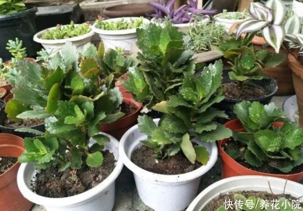 阴凉处|夏天太热，6种花要休眠，切记不要乱施肥，放到阴凉处静养