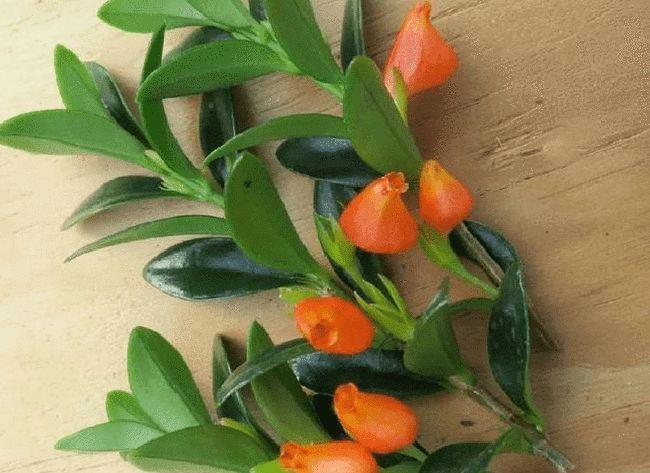 月季花|秋天扦插“4种花”,易生根,爱生长