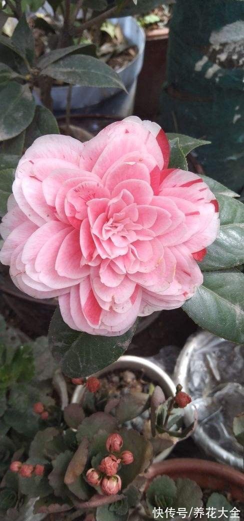 早春就开花的植物,现在养正是时候,呼呼开花花苞冒不停