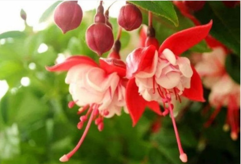 家养此款花卉,花大色艳胜玫瑰,花朵美艳,随便一养成花海
