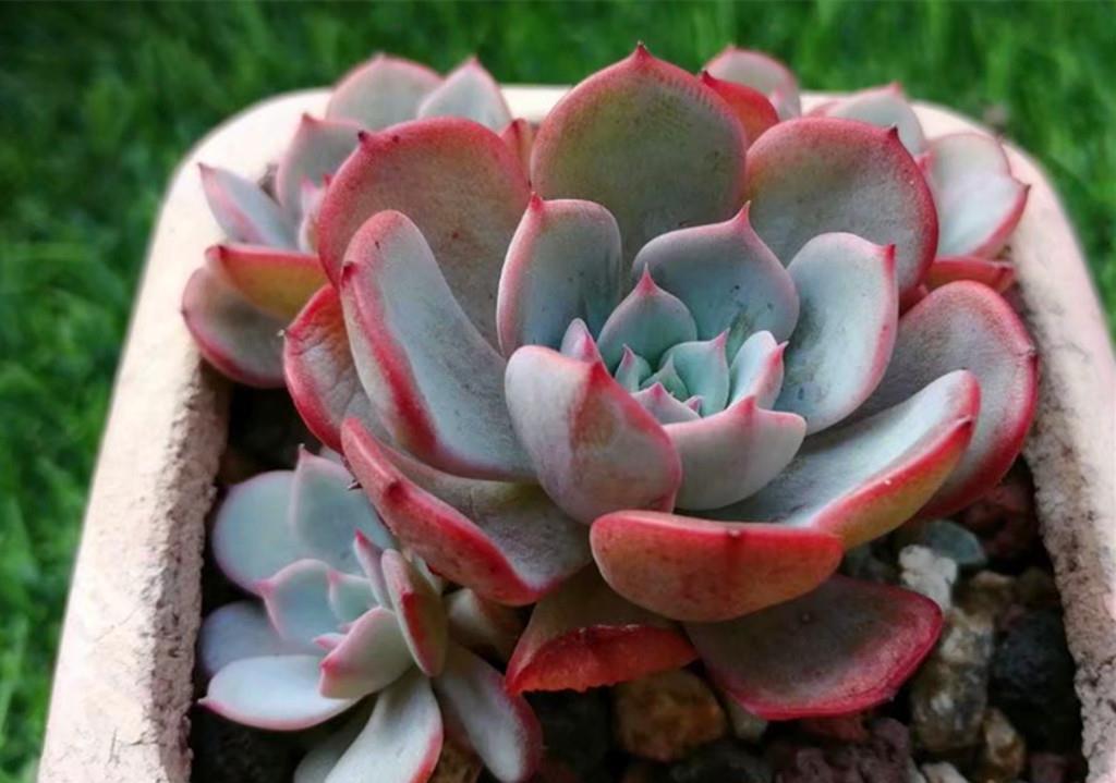 秋丽|如果给多肉开场夏季运动会,选这些品种当冠军,肉友们同意吗