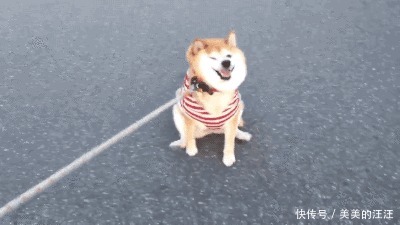 柴犬属于长毛犬还是短毛犬 柴犬属于长毛犬还是短毛犬