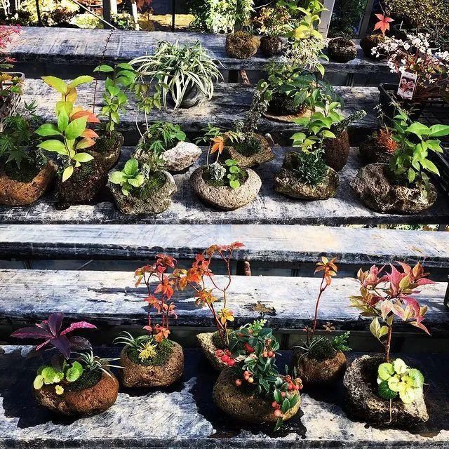 山野草，也高雅！